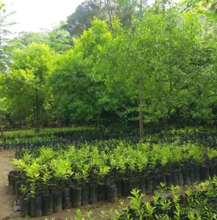 Chandan Plant (Per plant price 150)
